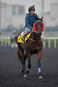 Ocean Park - Andrew Watkins (Dubai Racing Club)